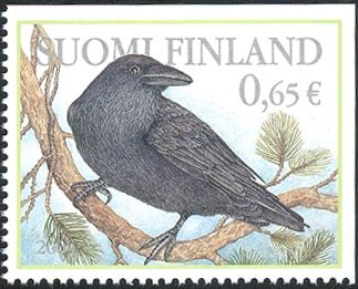 Northern Raven (Corvus corax)