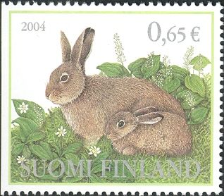 Mountain Hare (Lepus timidus)