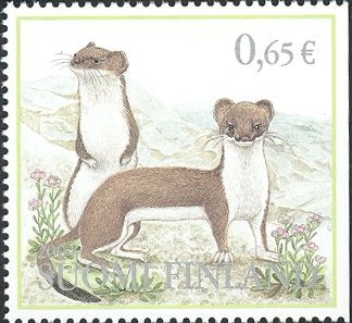 Stoat (Mustela erminea)