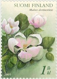 Blooming Apple Tree (Malus domestica)