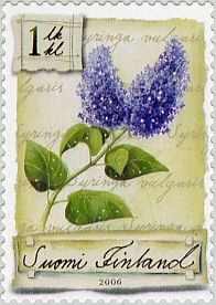 Lilac (Syringa vulgaris)