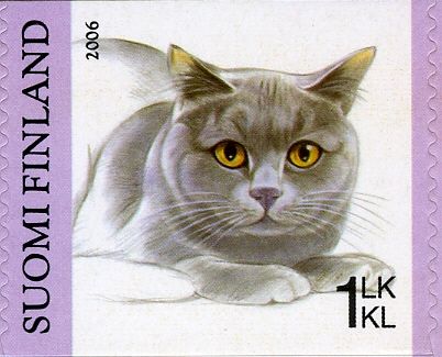 British Shorthair (Felis silvestris catus)
