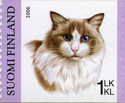 Ragdoll (Felis silvestris catus)