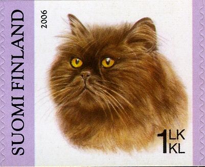 Chocolate Persian (Felis silvestris catus)