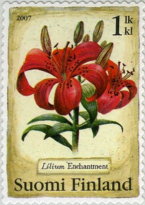 Candlestick Lily