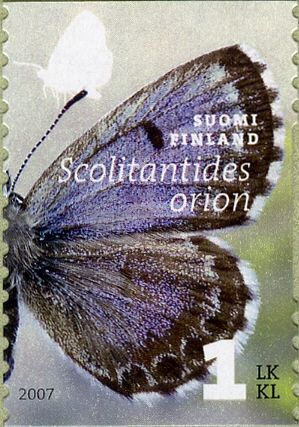 Chequered Blue Butterfly (Scolitantides orion)