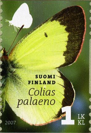 Moorland Clouded Yellow (Colias palaeno)
