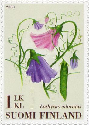 Sweet Pea (Lathyrus odoratus) - in Braille