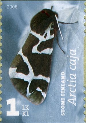 Garden Tiger Moth (Arctia caja)