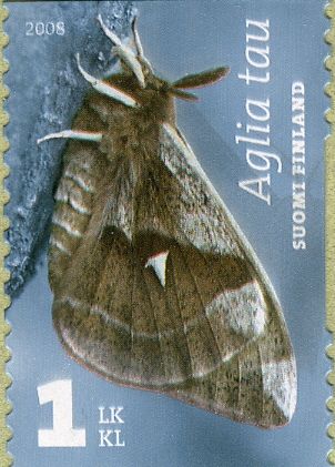 Tau Emperor (Aglia tau)
