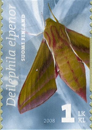 Elephant Hawk-moth (Deilephila elpenor)