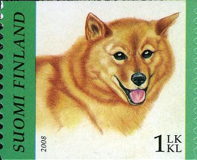 Finnish Spitz (Canis lupus familiaris)