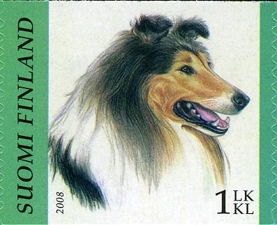 Collie (Canis lupus familiaris)