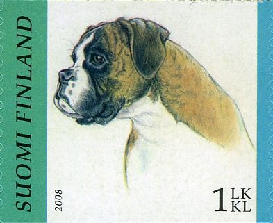 German Boxer (Canis lupus familiaris)
