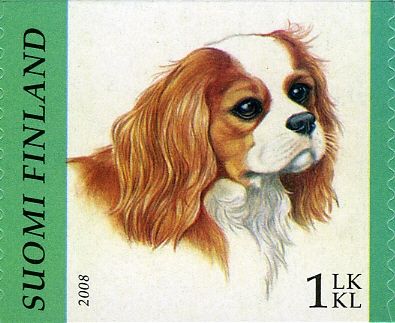 Cavalier King Charles Spaniel (Canis lupus familiaris)