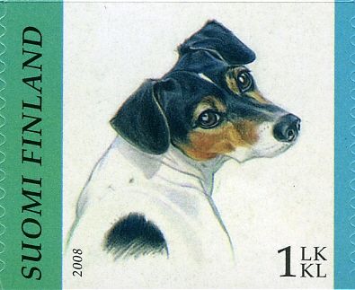 Jack Russel Terrier (Canis lupus familiaris)