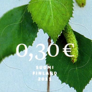 Birch Leaf