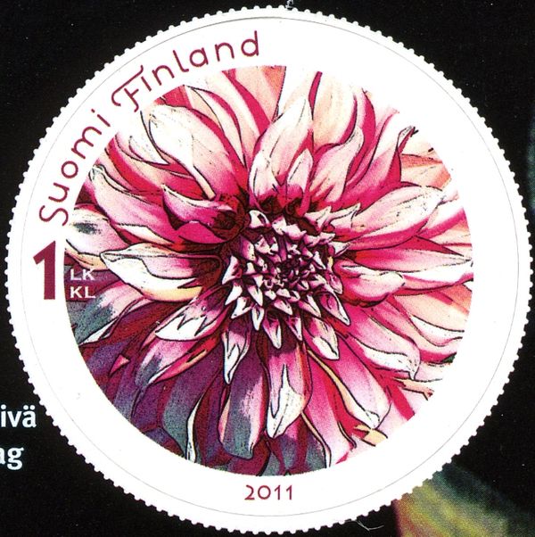 Red Dahlia
