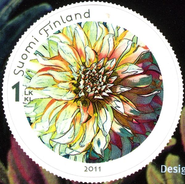 Dahlia