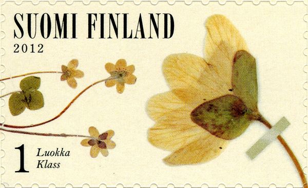 Liverwort (Hepatica nobilis)