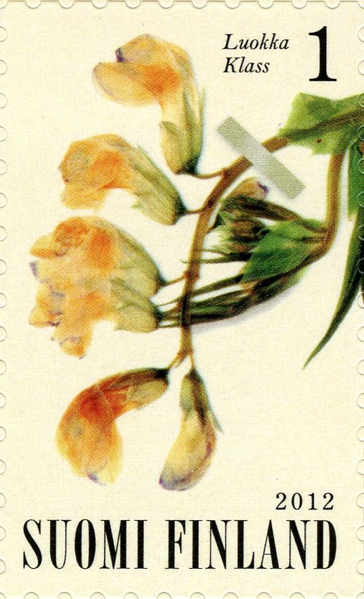 Spring vetchling (Lathyrus vernus)