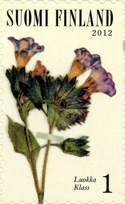 Unspotted Lungwort (Pulmonaria obscura)