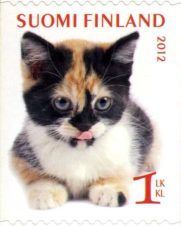European Shorthair Cat (Felis silvestris catus)