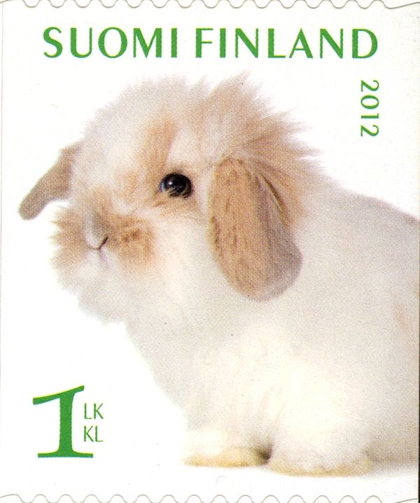 Domestic Rabbit (Oryctolagus cuniculus domesticus)