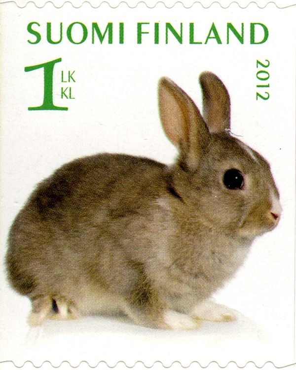 European Rabbit (Oryctolagus cuniculus domesticus)