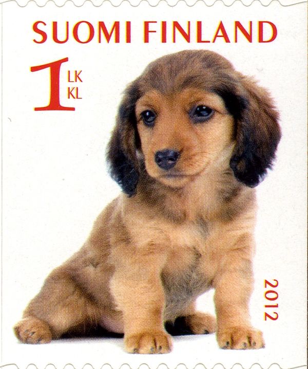 Dachshund (Canis Lupus familiaris)