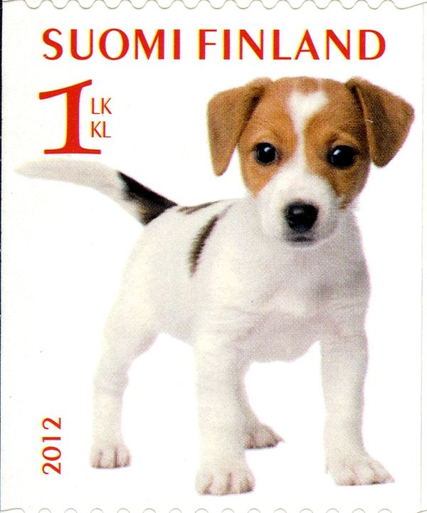 Jack Russell Terrier (Canis lupus familiaris)