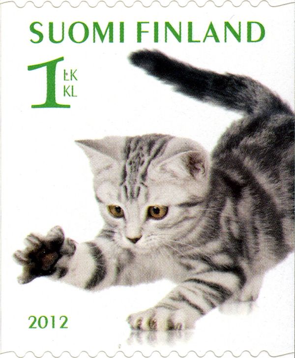 British Shorthair Cat (Felis silvestris catus)