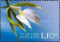 Orchid (Coilostylis parkinsoniana)