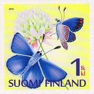 Butterflies on a Flower