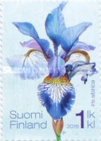 Siberian Iris (Iris sibirica)