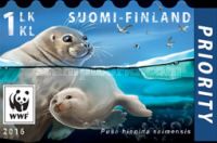 Saimaa Ringed Seal (Pusa hispida saimensis)