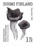 Horn of plenty (Craterellus cornucopioides)
