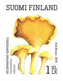 Chanterelle (Cantharellus cibarius)