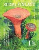 False saffron milkcap (Lactarius deterrimus)