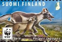 Polar Fox (Vulpes lagopus)