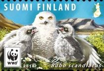 Snowy Owl (Bubo scandiacus)