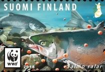 Atlantic Salmon (Salmo salar)