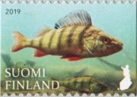 Perch (Perca fluviatilis)