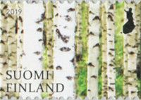 Silver Birch (Betula pendula)