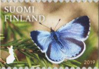 Holly Blue (Celastrina argiolus)