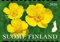 International Year of Plant Health, Meadow Buttercup