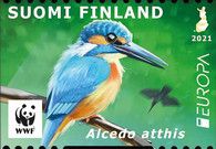 Common Kingfisher (Alcedo atthis)