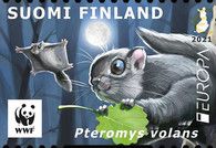 Siberian Flying Squirrel (Pteromys volans)