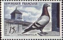Racing Pigeon (Columba livia forma domestica)