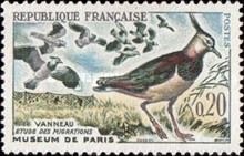 Northern Lapwing (Vanellus vanellus)